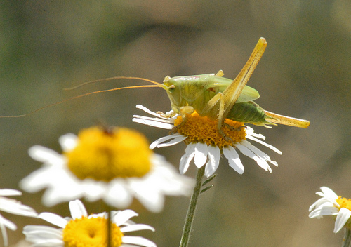 Ninfa di Tettigonia sp.